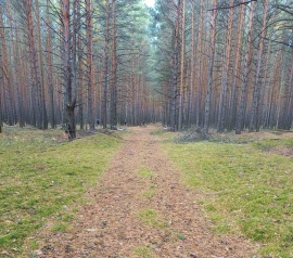 Прирезка лесных участков Кадастровые работы в Волхове